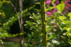 Pereskia grandiflora